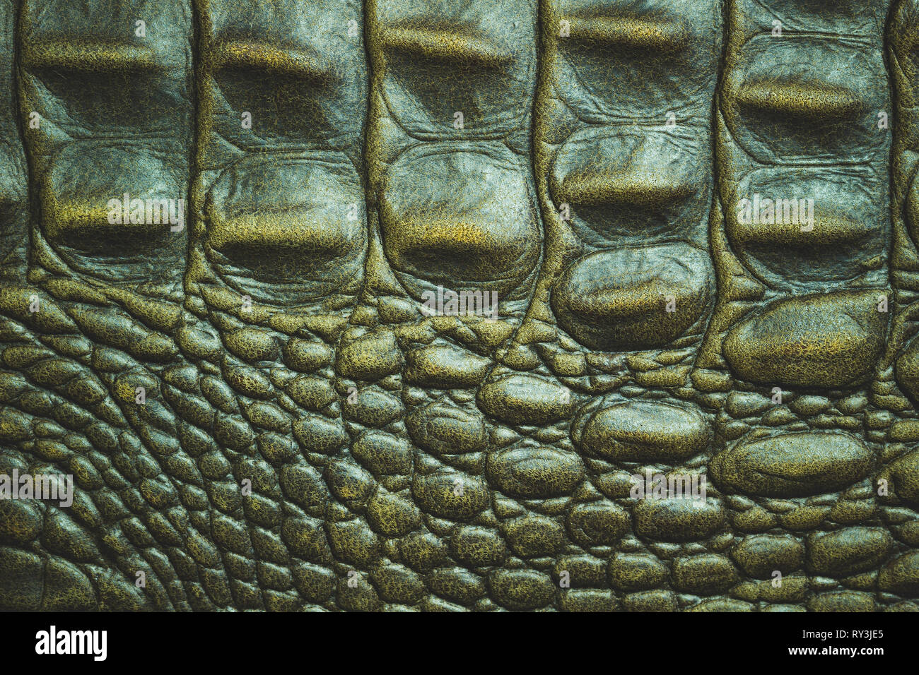 Closeup texture della pelle di coccodrillo pelle. Adatto per uso in background di moda in pelle di animale o di conservazione degli articoli. Foto Stock