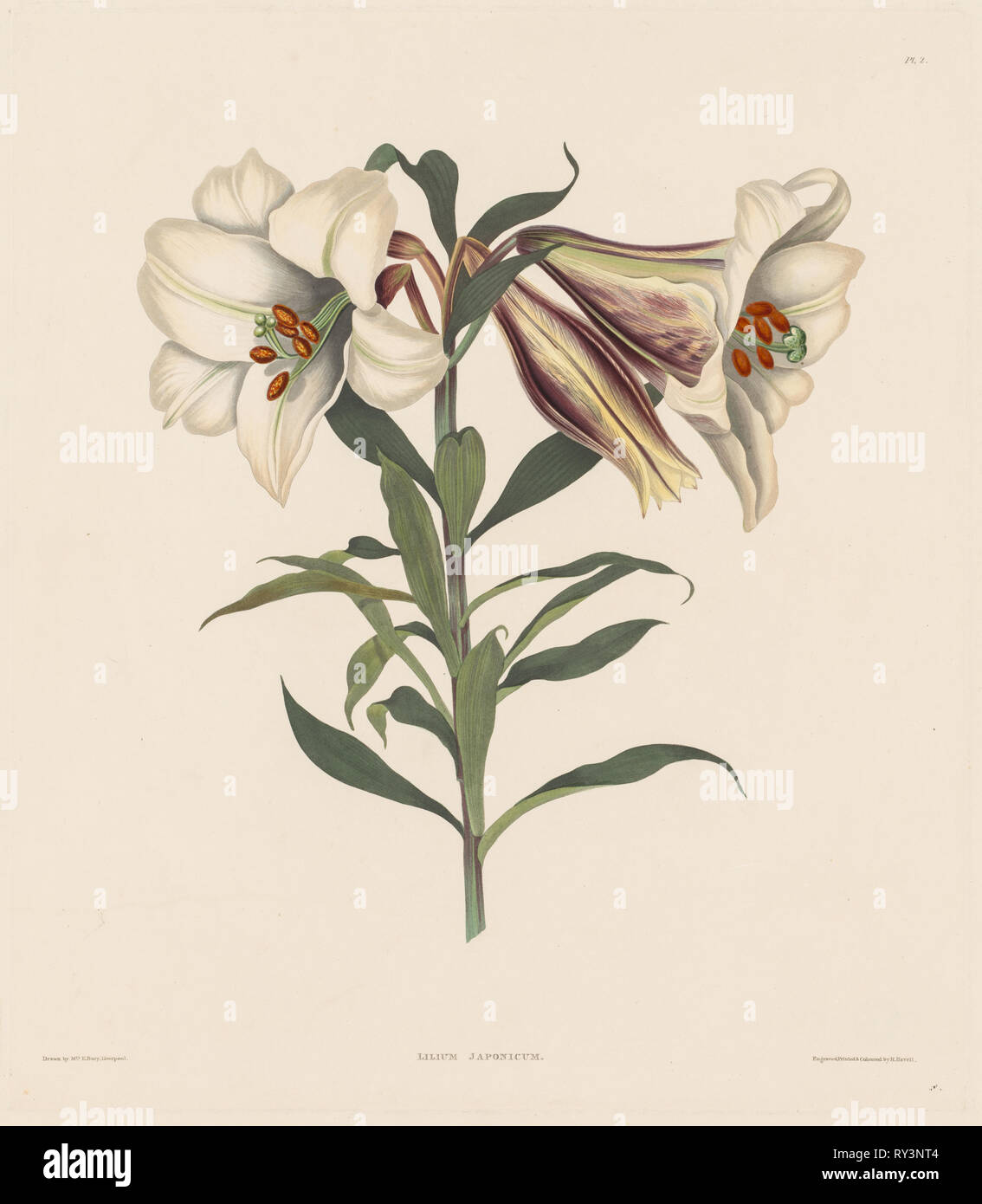 Una selezione di piante Hexandrian, appartenente all'ordine naturale di Amaryllidae e Liliacae: Giapponese Lily, 1831-1832. Robert Havell (British, 1769-1832). La puntasecca e l'attacco Foto Stock