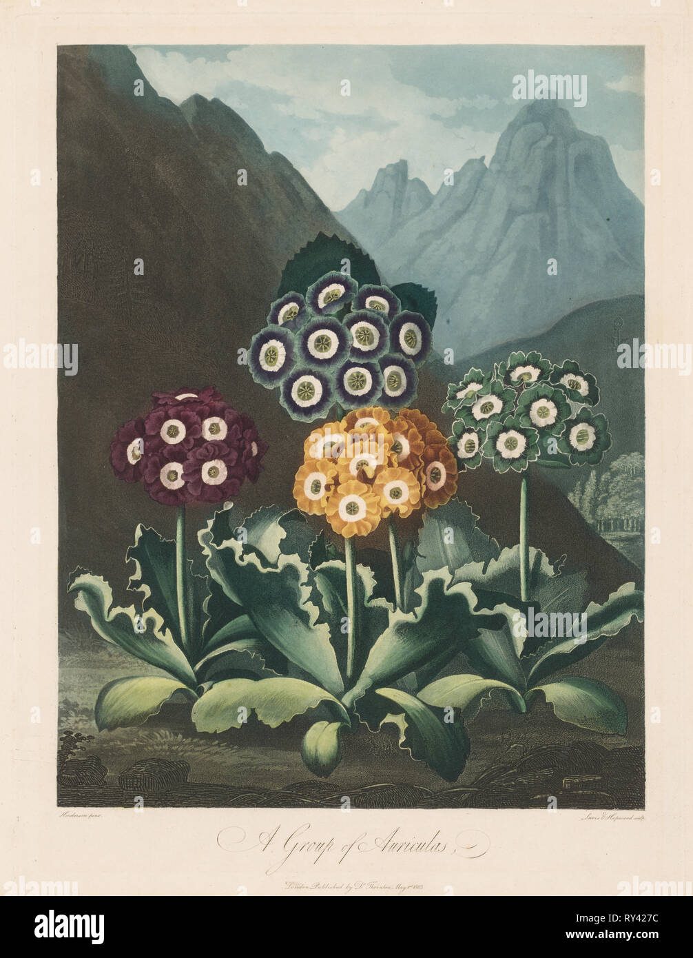 Il tempio di Flora, o nel giardino della natura: un gruppo di Auriculas, 1803. Robert John Thornton (British, 1768-1837). La puntasecca, da imbianchino e incisione Foto Stock