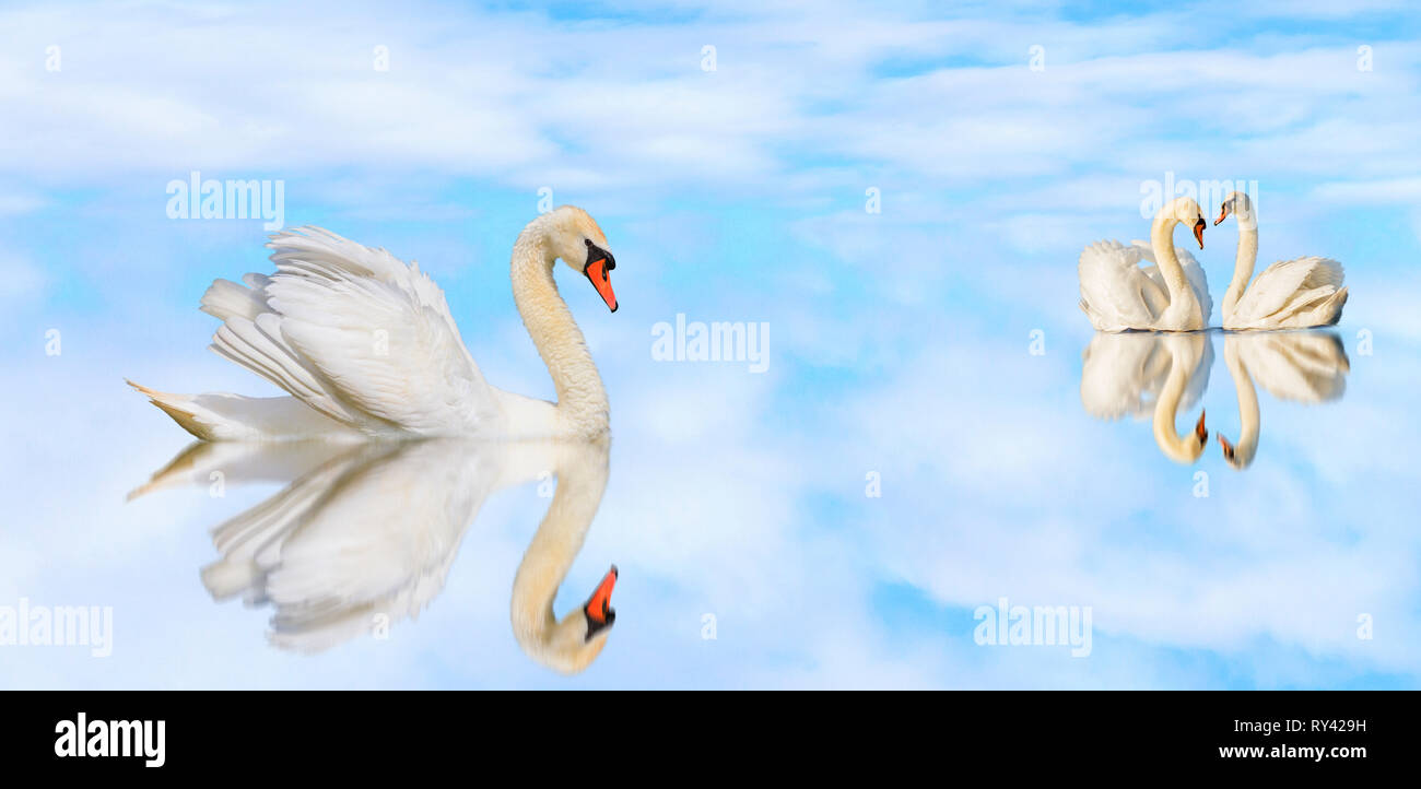 Bellissimi cigni bianchi su un tranquillo lago con la riflessione Foto Stock