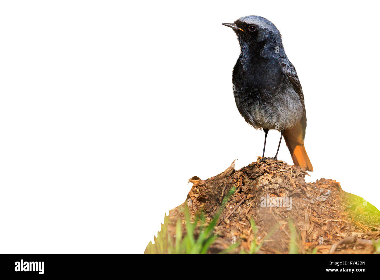 Redstart seduti su un hummock isolati su sfondo bianco Foto Stock