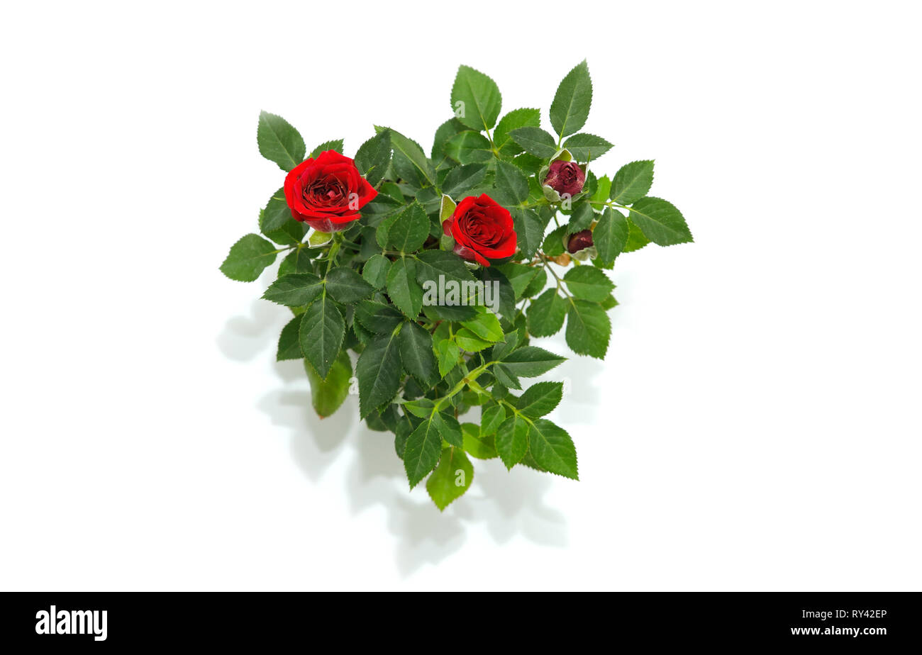 Red Rose in vaso di fiori su sfondo bianco Foto Stock