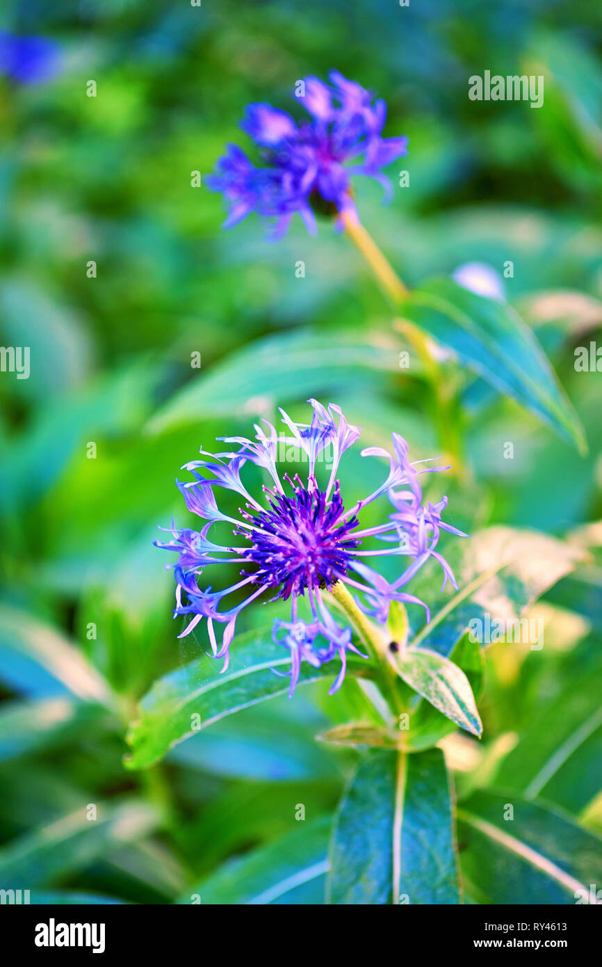 Blu fiordaliso con sfondo verde. Impianto di seminativi e piante medicinali. Centaurea cyanus Foto Stock