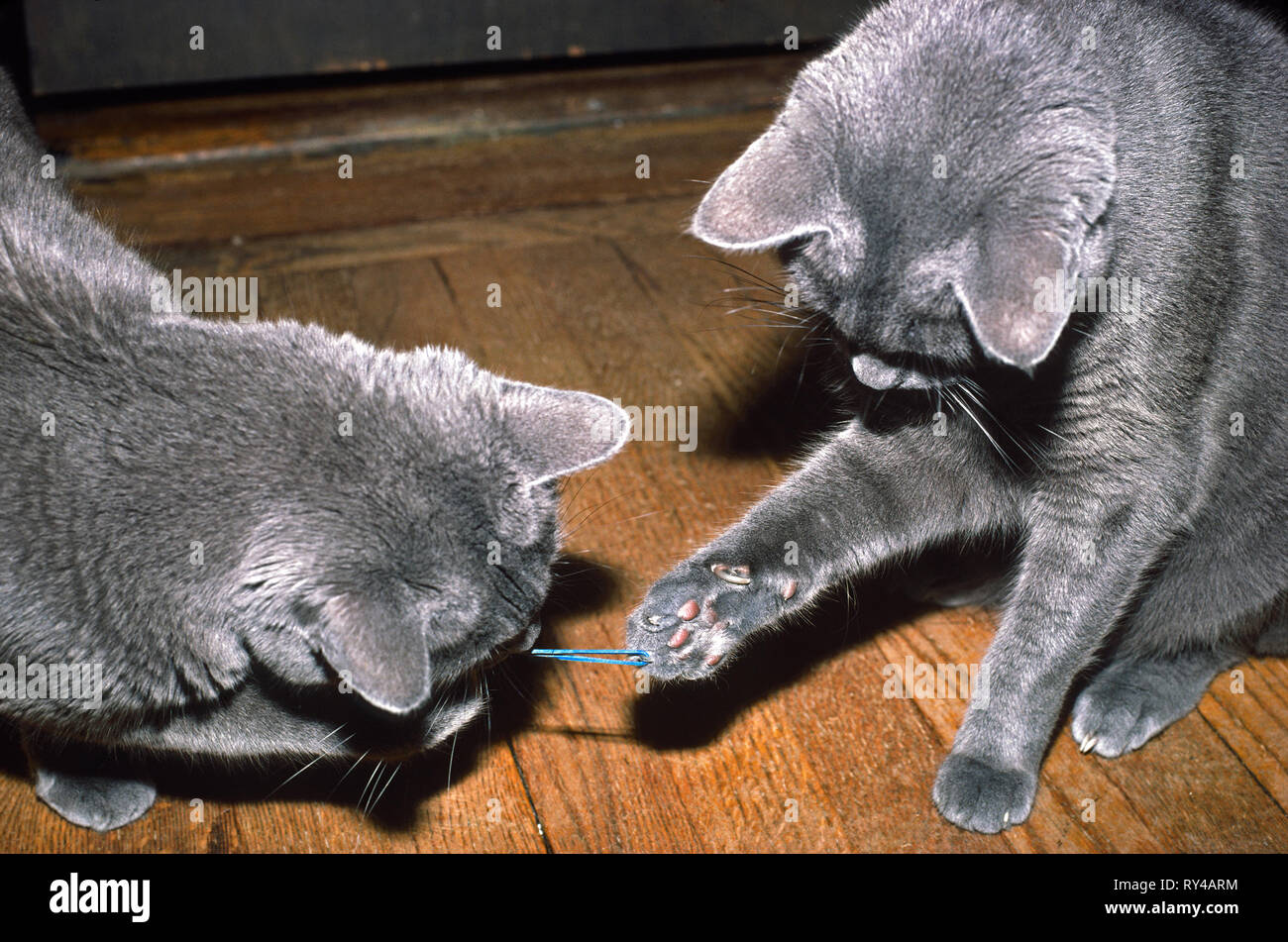 2 gatti grigi, giocando con fascia di gomma; zampe azienda; animali domestici; divertimento, attivo, movimento, felini, animali domestici, orizzontale; PR Foto Stock