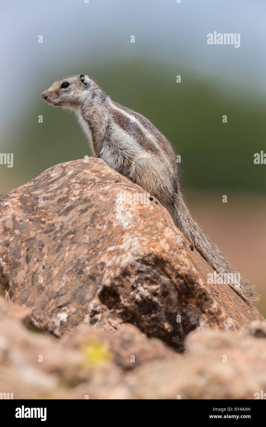 Barberia di massa (scoiattolo Atlantoxerus getulus), adulto seduto su una roccia in Marocco Foto Stock