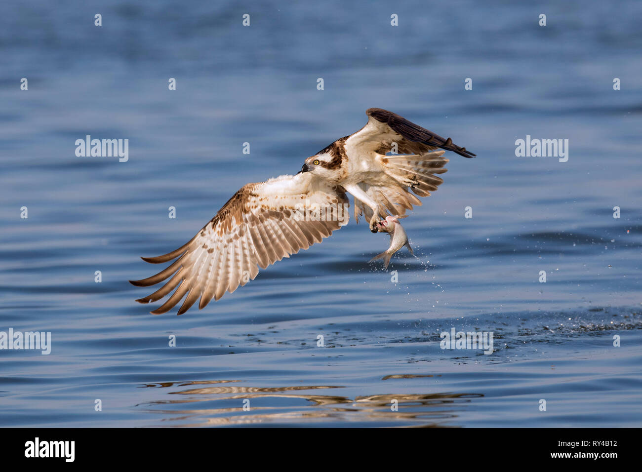 Western falco pescatore (Pandion haliaetus) La cattura del pesce di lago con i suoi artigli Foto Stock