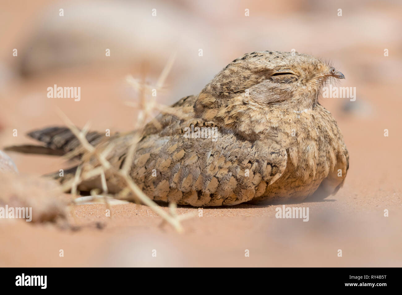 Nightjar egiziano (Caprimulgus aegyptius saharae), close-up di un adulto in appoggio sul terreno in Marocco Foto Stock
