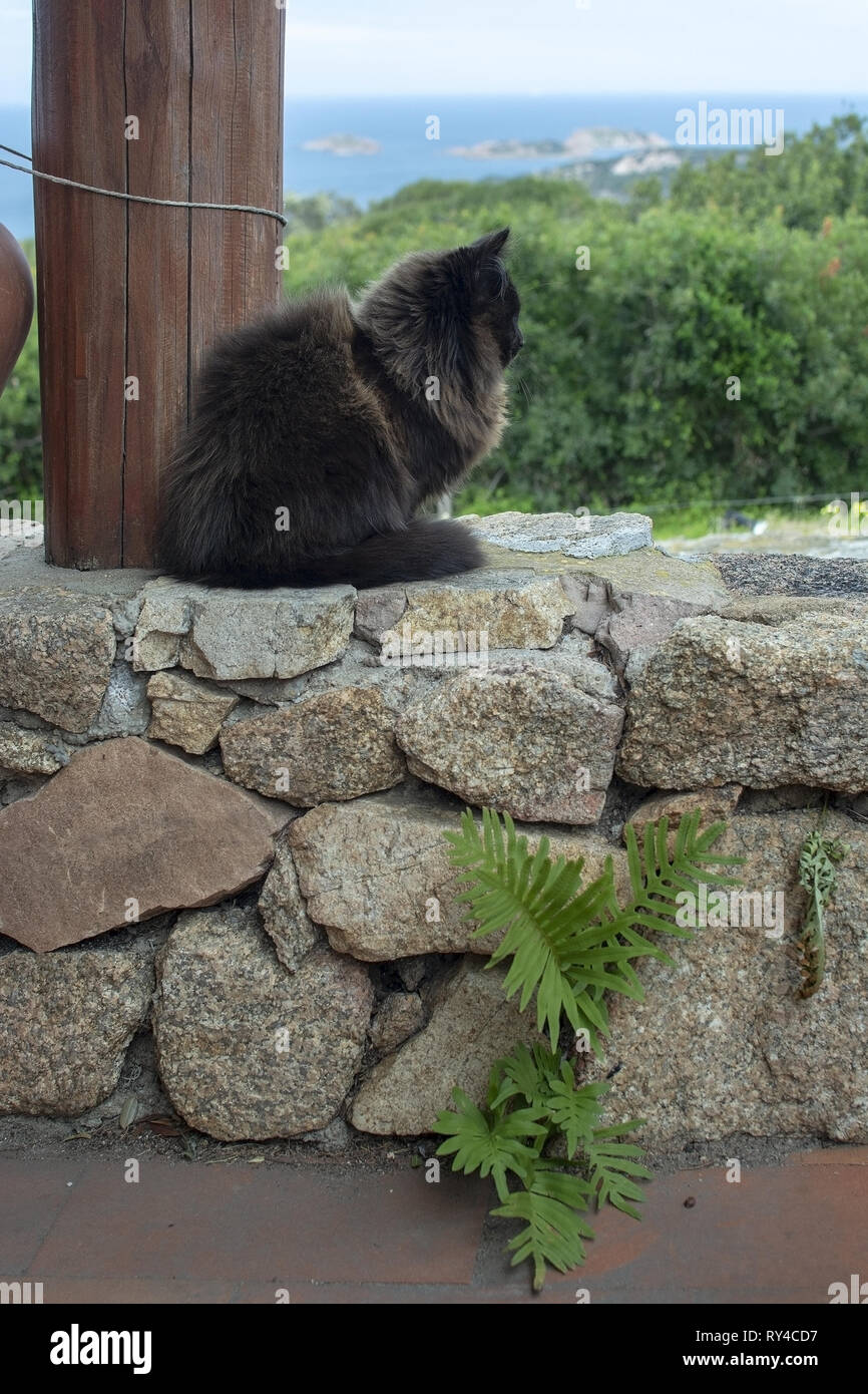 Il marrone scuro cat si siede sul muro di pietra con vista mare sulla macchia in Sardegna, Italia. Foto Stock