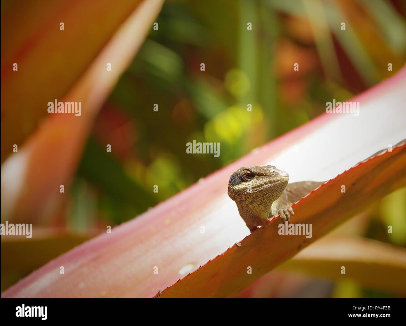 Anole Foto Stock