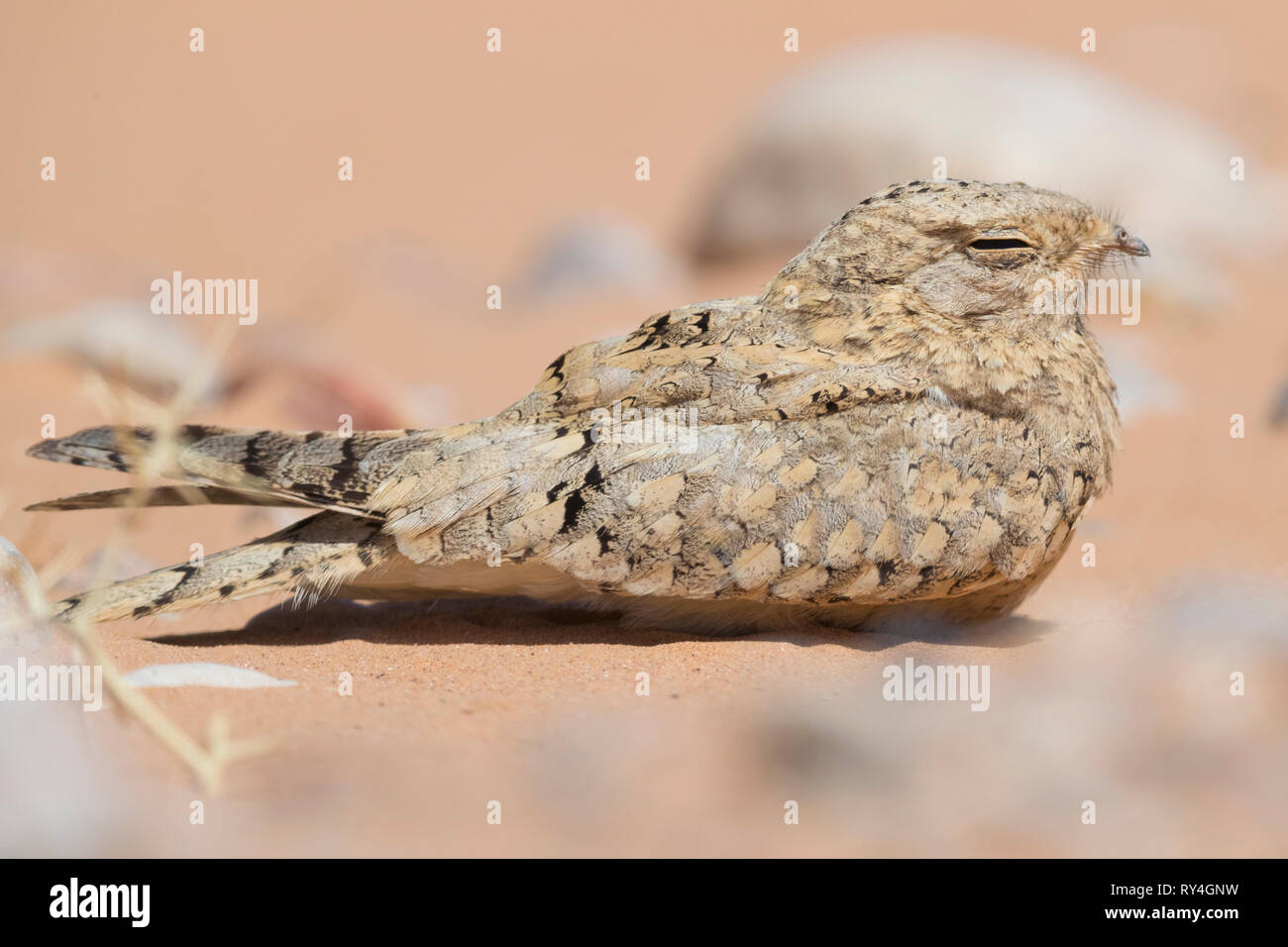 Nightjar egiziano (Caprimulgus aegyptius saharae), adulto in appoggio sul terreno in Marocco Foto Stock