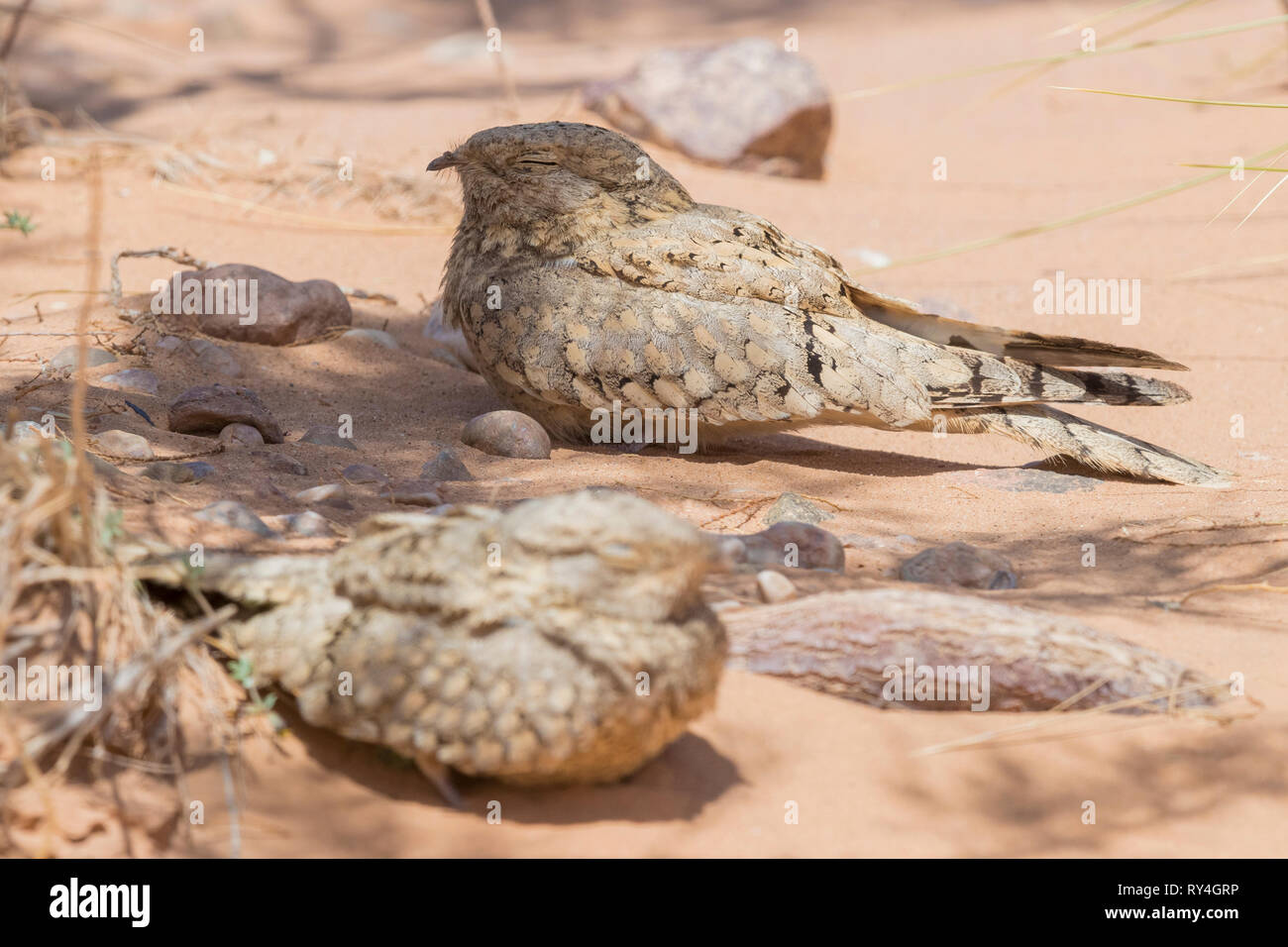 Nightjar egiziano (Caprimulgus aegyptius saharae), due adulti in appoggio sul terreno in Marocco Foto Stock