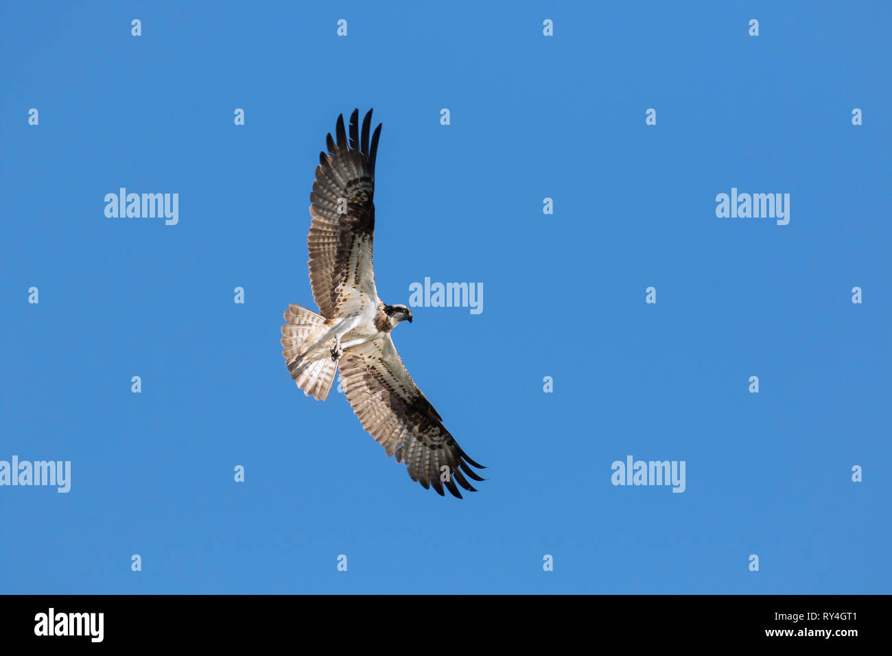 Western falco pescatore (Pandion haliaetus) in volo si libra contro il cielo blu Foto Stock