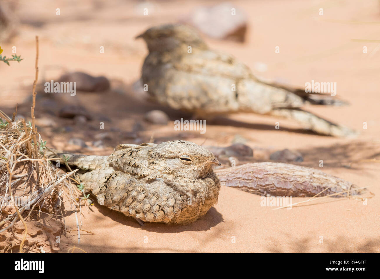 Nightjar egiziano (Caprimulgus aegyptius saharae), due adulti in appoggio sul terreno in Marocco Foto Stock