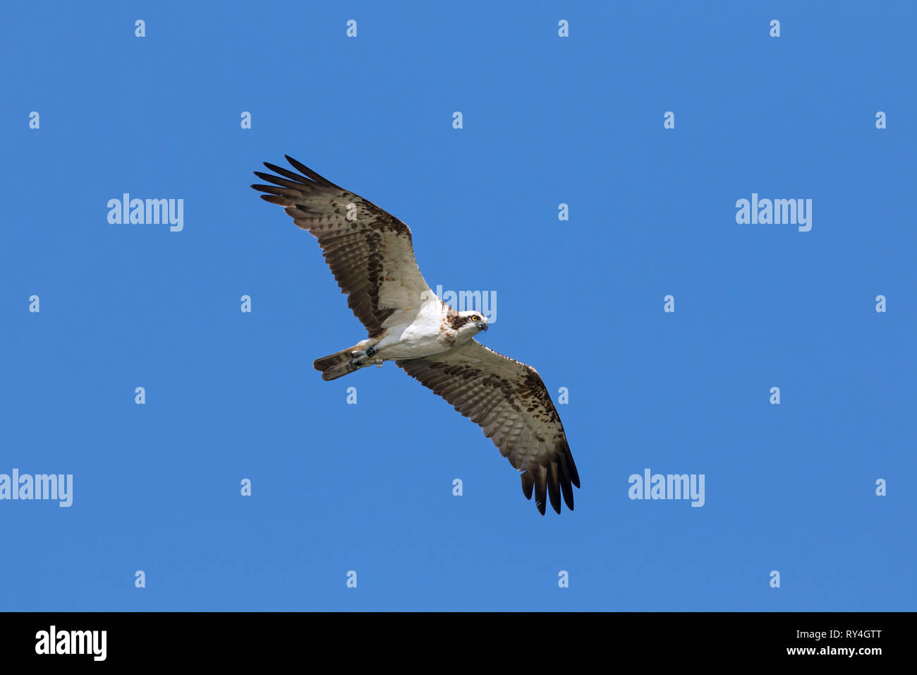 Nastrare Western falco pescatore (Pandion haliaetus) in volo svettanti contro il cielo blu Foto Stock