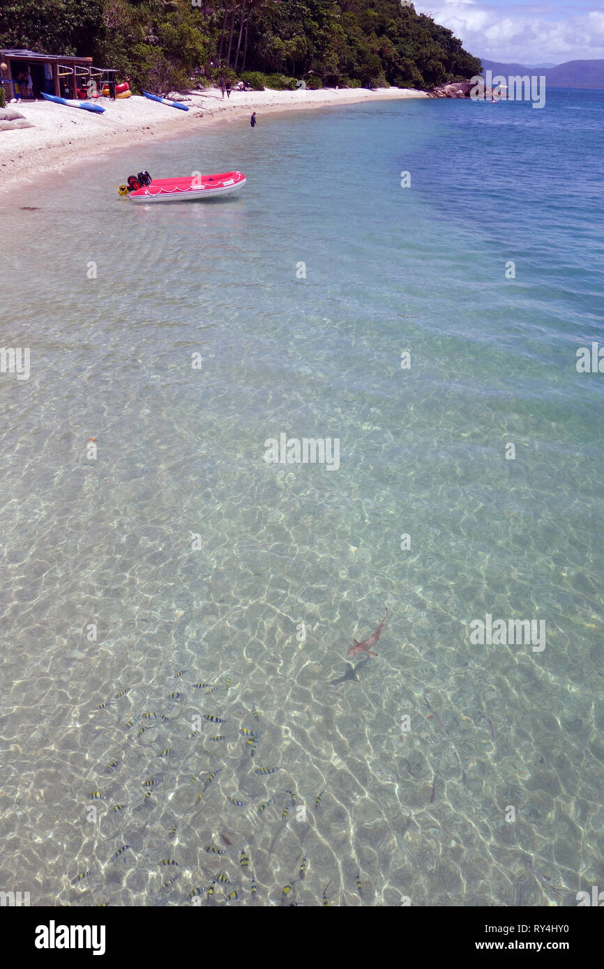 Tiny blacktip Shark Reef (Carcharhinus melanopterus) caccia ai pesci nei fondali bassi a Fitzroy Island, della Grande Barriera Corallina. No signor o PR Foto Stock
