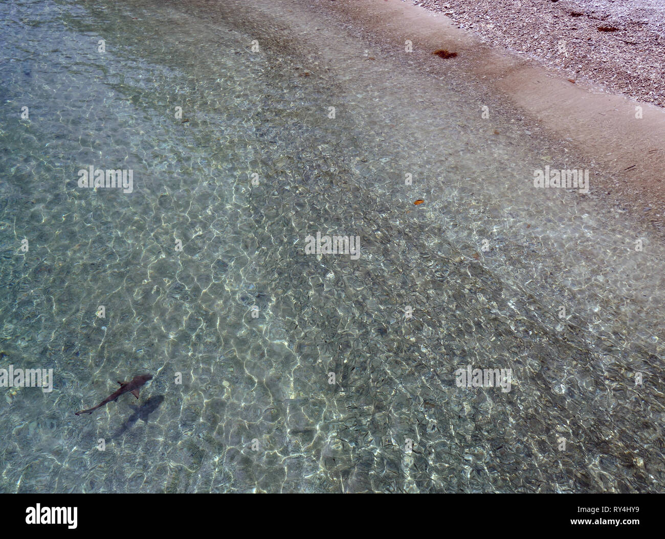 Tiny blacktip Shark Reef (Carcharhinus melanopterus) caccia ai pesci nei fondali bassi a Fitzroy Island, della Grande Barriera Corallina, vicino a Cairns, Foto Stock