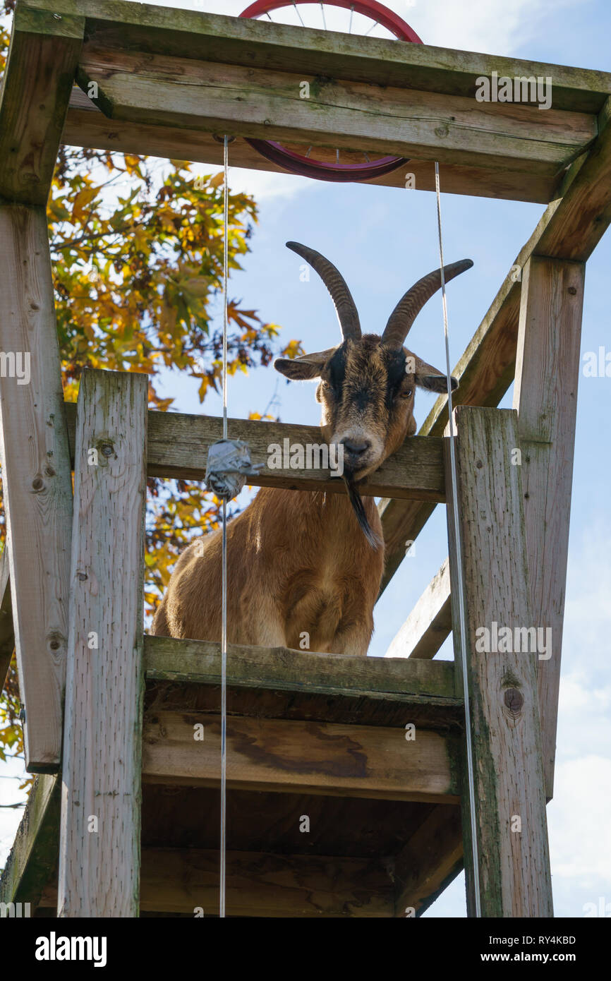 Capra marrone con grandi corna. Animale della fattoria. Foto Stock