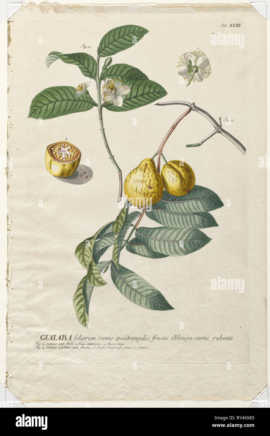 Plantae Selectae: No. 43 - Guaiaba. Georg Dionysius Ehret (Tedesco, 1708-1770), Christopher Jacob Trew (tedesco). Incisione, colorate a mano Foto Stock