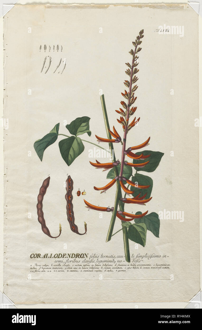 Plantae Selectae: No. 58 - Corallodendron. Georg Dionysius Ehret (Tedesco, 1708-1770), Christopher Jacob Trew (tedesco). Incisione, colorate a mano Foto Stock