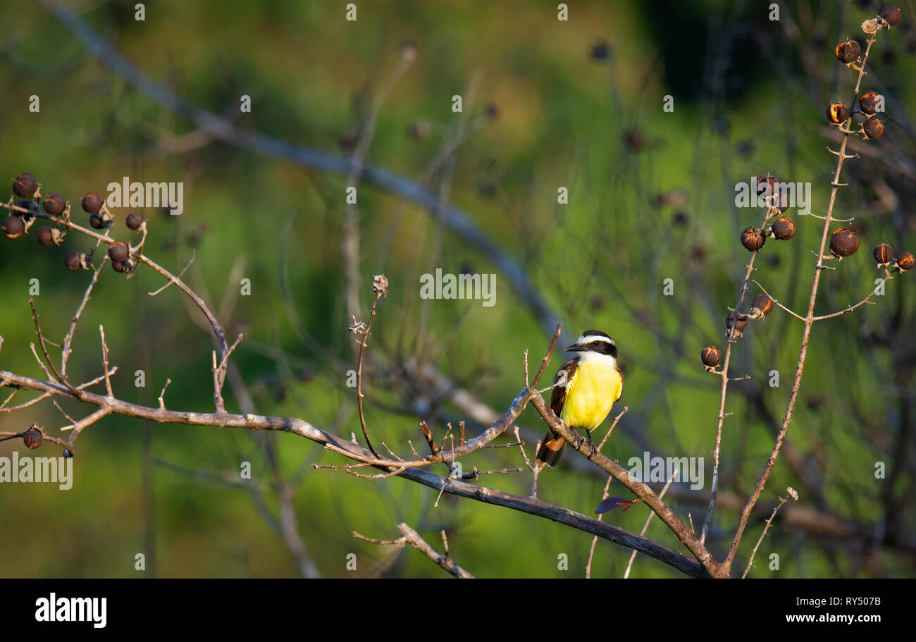 Grande Kiskadee siede su un ramo di un giallo brillante il petto e il bianco e nero testa a bande Foto Stock