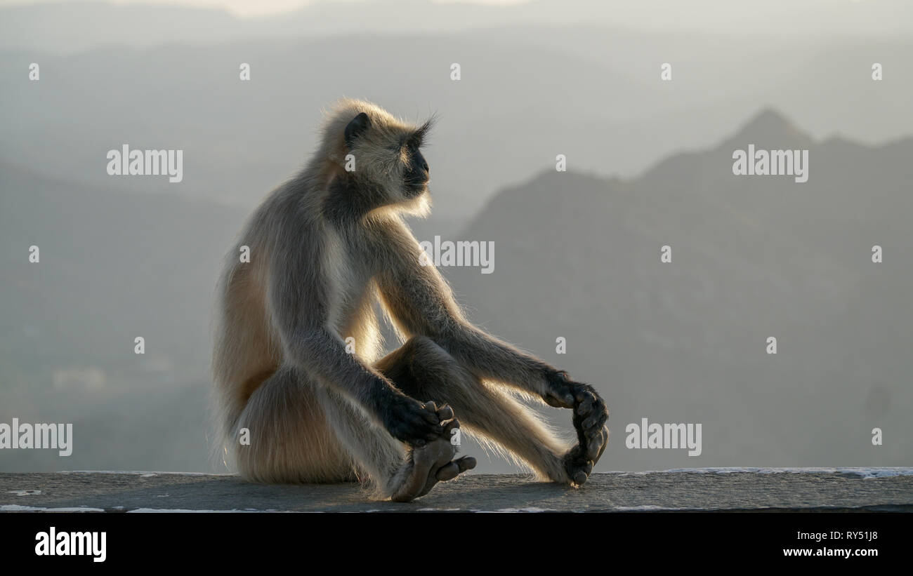 Monkey guardando verso valle in India Foto Stock
