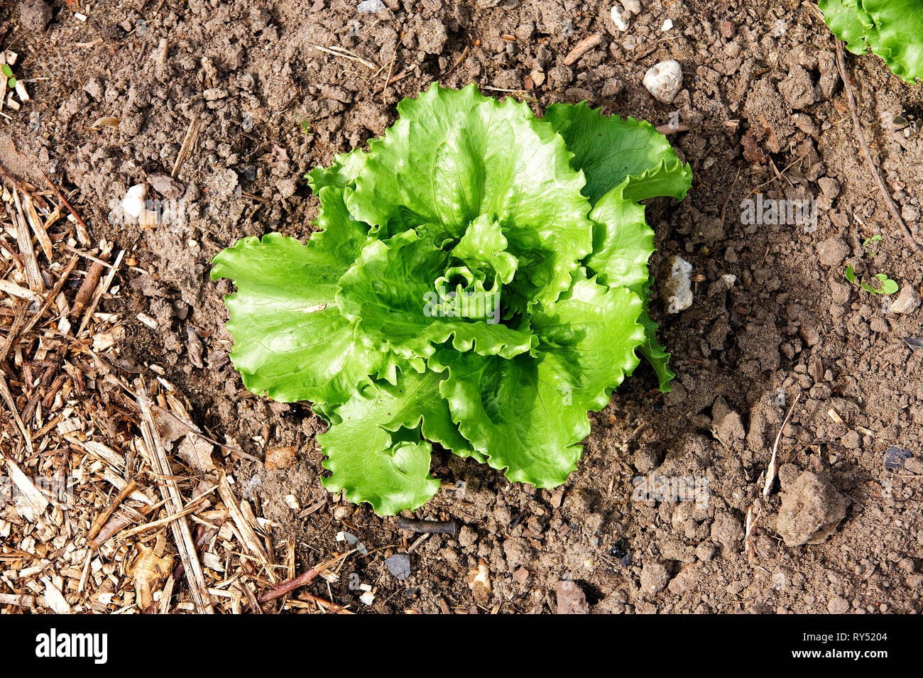 Ein Kopfsalat in der Erde waechst. Blick von Oben Foto Stock