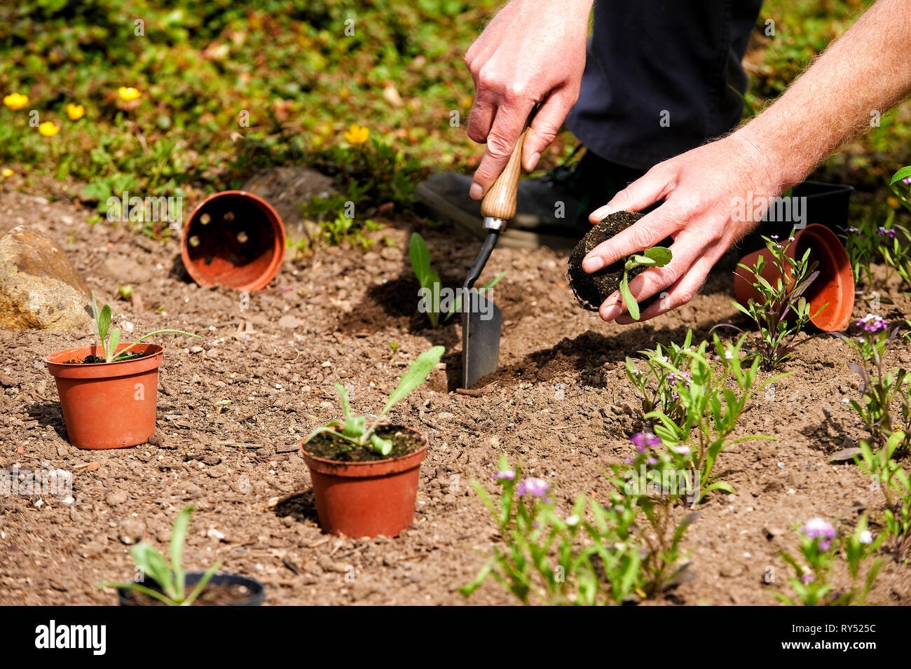 Ein Auszubildender / Gaertner pflanz Jungpflanzen ins Freie in den Boden. Foto Stock