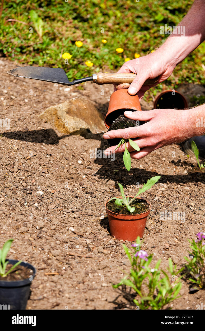 Ein Auszubildender / Gaertner pflanz Jungpflanzen ins Freie in den Boden. Foto Stock