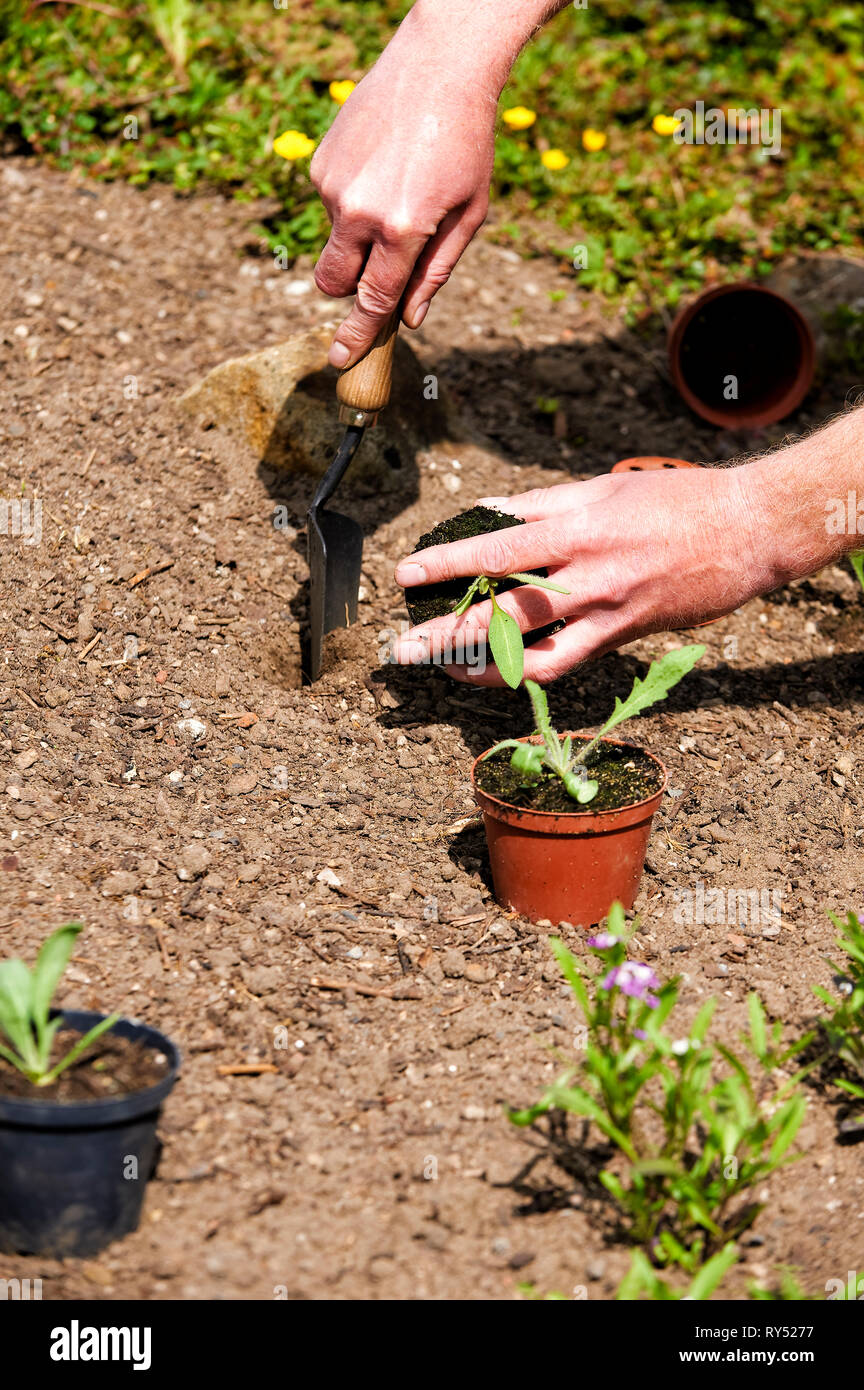 Ein Auszubildender / Gaertner pflanz Jungpflanzen ins Freie in den Boden. Foto Stock