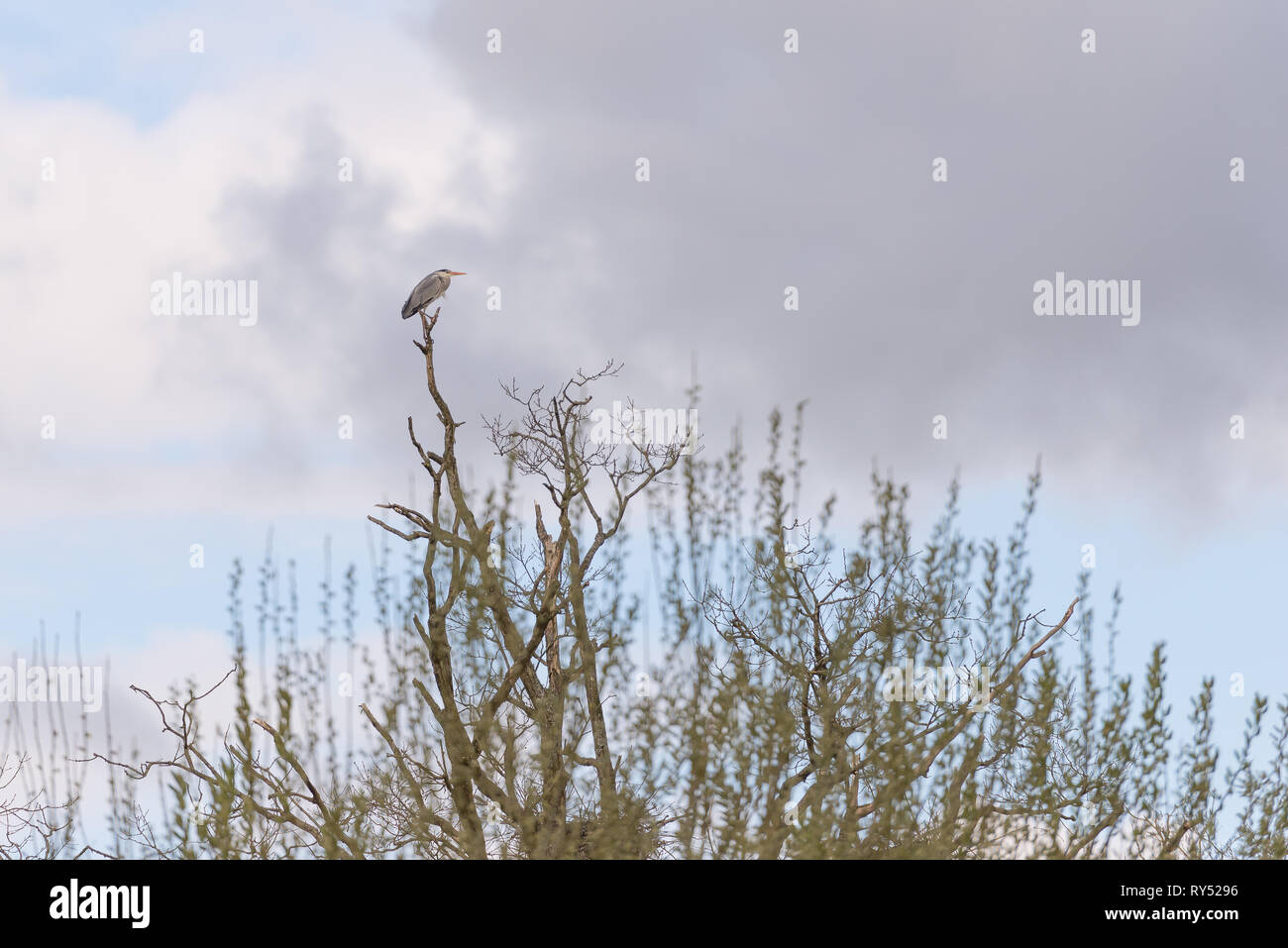 Airone cenerino in seduta le cime degli alberi Foto Stock