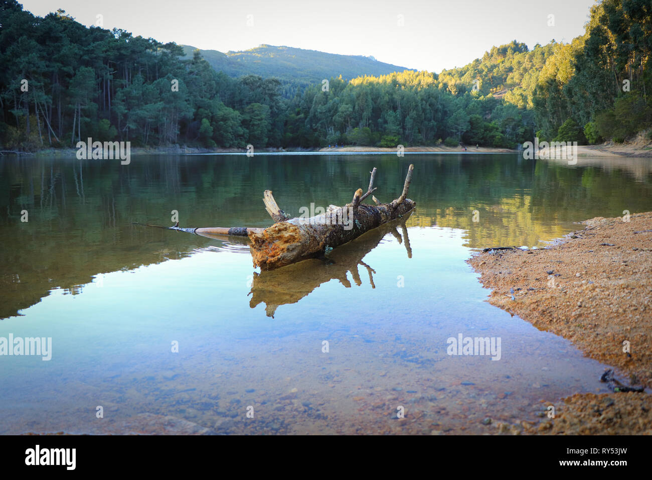 Il vecchio albero tronco caduto in un lago circondato da alberi su una montagna. Foto Stock