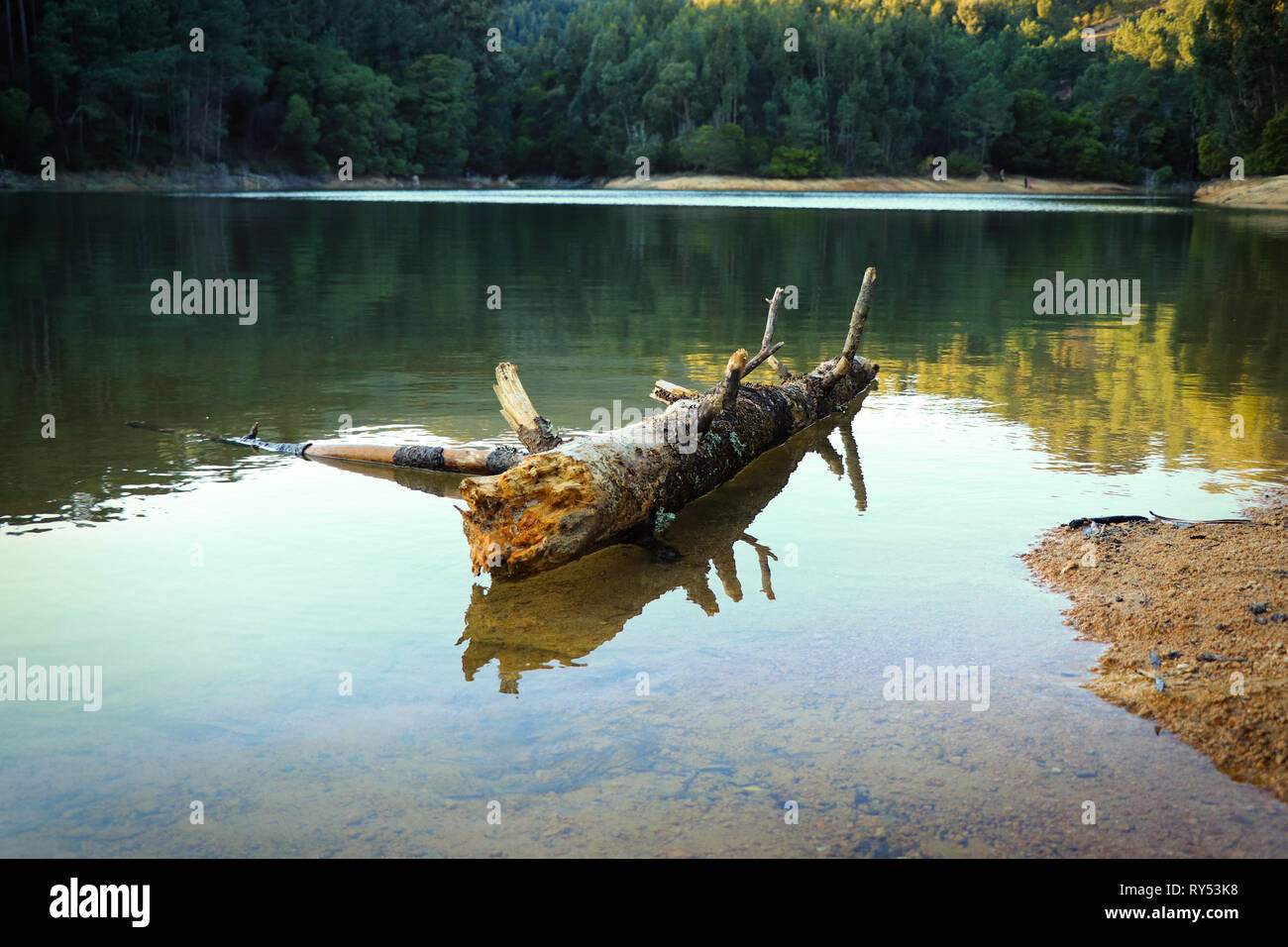 Il vecchio albero tronco caduto in un lago circondato da alberi su una montagna. Foto Stock