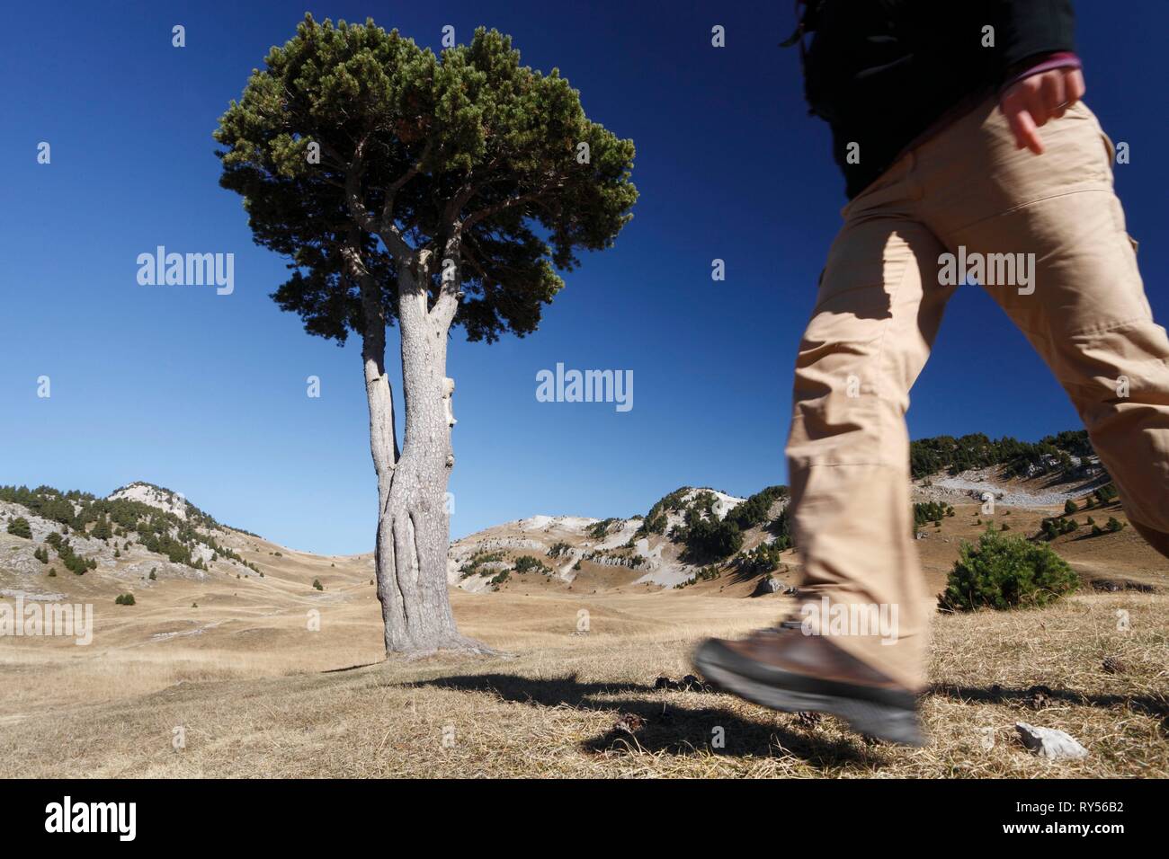 Francia, Isere, Vercors riserva naturale nazionale, l'Altopiano di Vercors, Gresse en Vercors, Queyrie chiaro Foto Stock