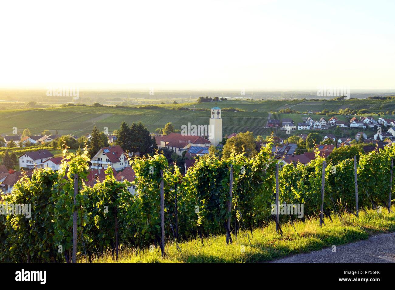 Germania, Baden-Württemberg, Foresta Nera (Schwarzwald), Baden-Baden, Baden-Badener Rebland regione vinicola, vigneto, Neuweier Foto Stock