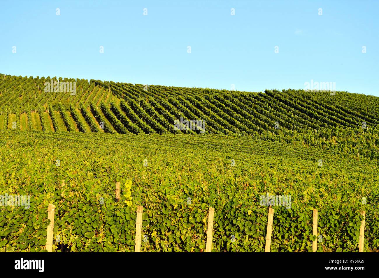 Germania, Baden-Württemberg, Foresta Nera (Schwarzwald), Baden-Baden, Baden-Badener Rebland regione vinicola, vigneto, Neuweier Foto Stock