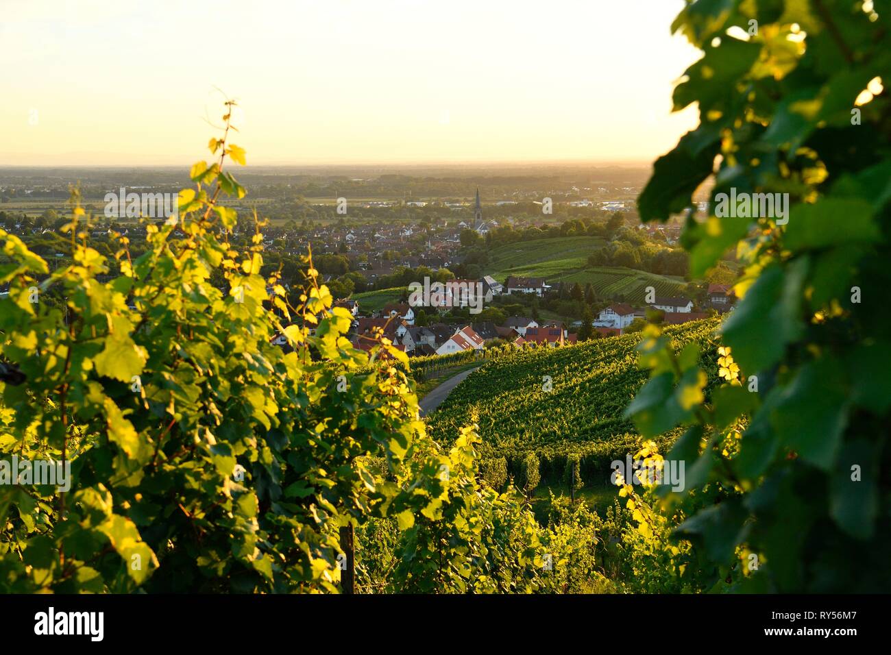 Germania, Baden-Württemberg, Foresta Nera (Schwarzwald), Baden-Baden, Baden-Badener Rebland regione vinicola, vigneto, Neuweier Foto Stock