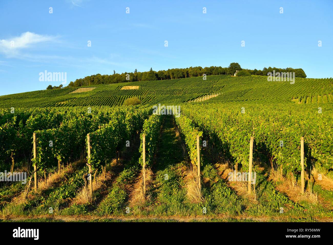 Germania, Baden-Württemberg, Foresta Nera (Schwarzwald), Baden-Baden, Baden-Badener Rebland regione vinicola, vigneto, Neuweier Foto Stock