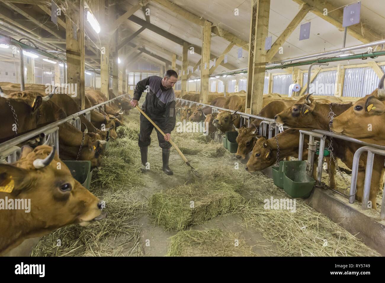 Francia, Savoie, frazione di navette, Valle Tarentaise, Bruno Grataloup in fattoria con le mucche di razza Tarine Foto Stock