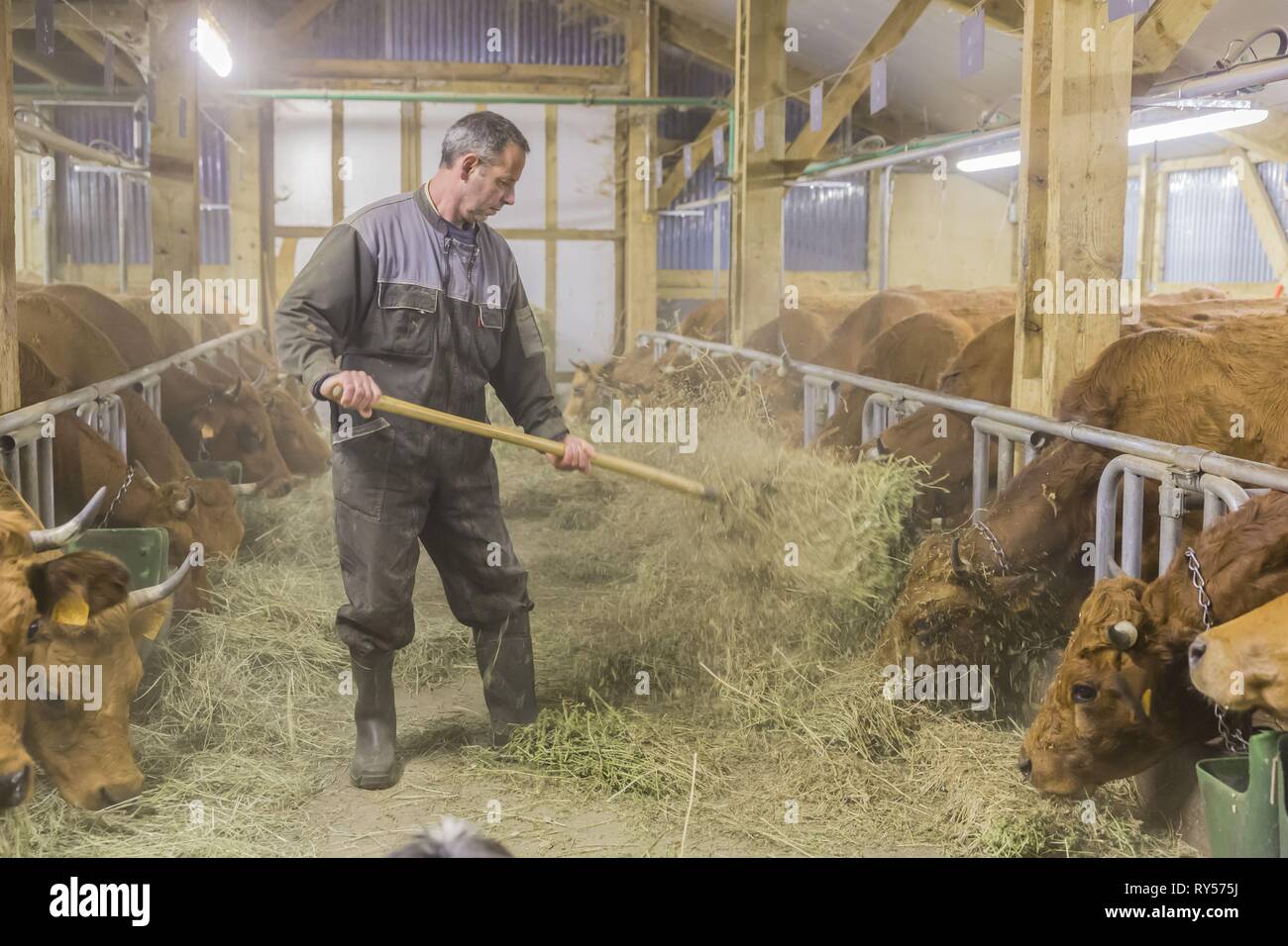 Francia, Savoie, frazione di navette, Valle Tarentaise, Bruno Grataloup in fattoria con le mucche di razza Tarine Foto Stock
