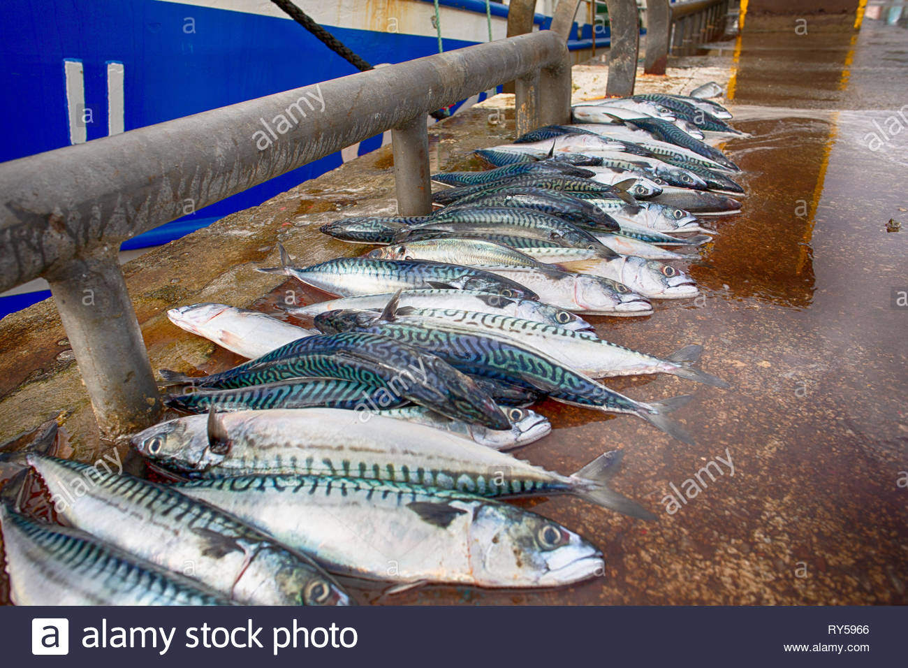 Sgombri al molo di Dingle, nella contea di Kerry come l'industria della pesca si preoccupa per il risultato di Brexit. Foto Stock