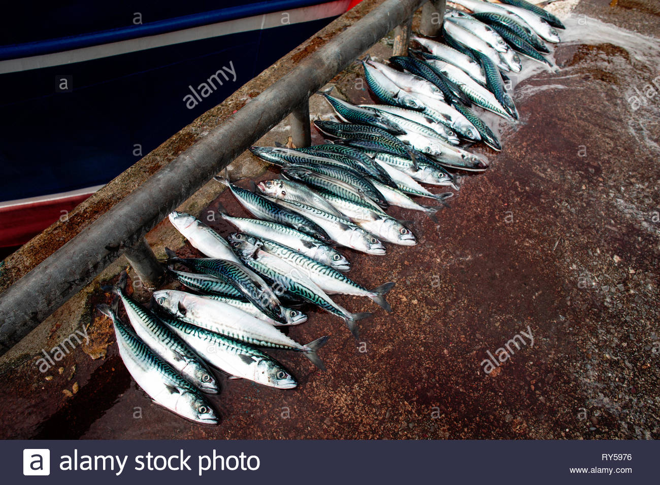 Sgombri al molo di Dingle, nella contea di Kerry come l'industria della pesca si preoccupa per il risultato di Brexit. Foto Stock