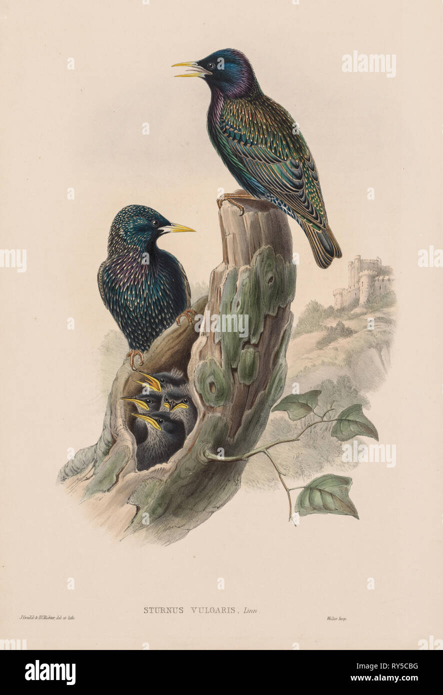 Gli uccelli di Gran Bretagna: Sturnur vulgaris. John Gould (British, 1804-1881). Litografia Foto Stock