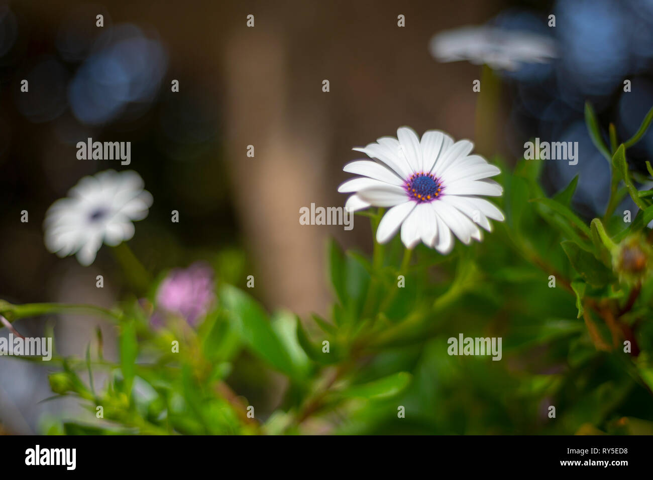 Nella campagna spagnola ci sono molte varietà di fiori, le Margherite sono uno di loro Foto Stock