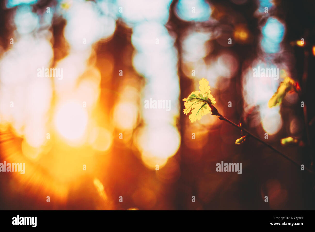 Tramonto nella Foresta di primavera. Giovane foglia in presenza di luce solare Foto Stock