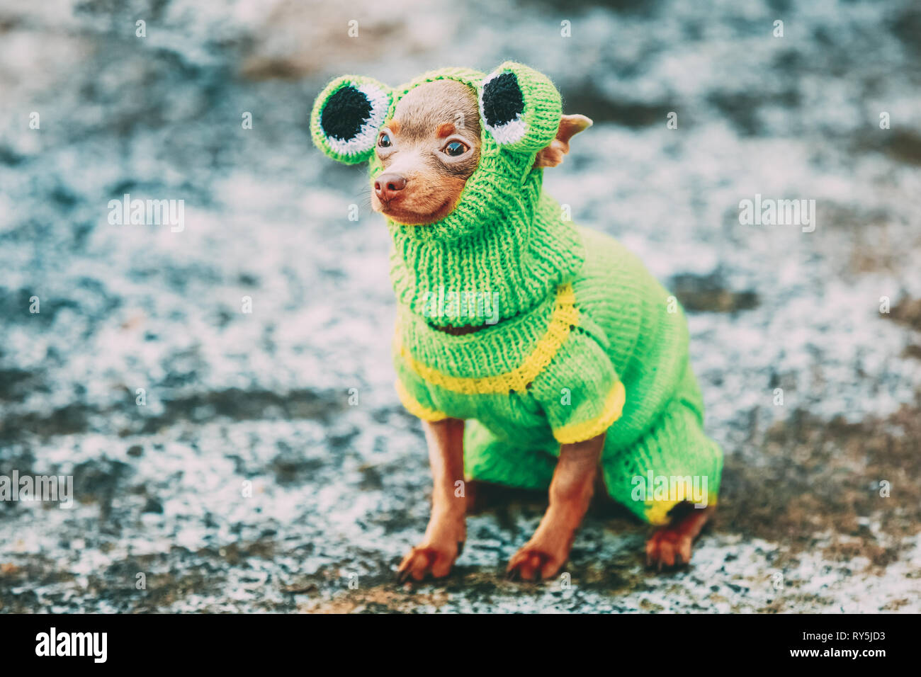 Chihuahua cane vestito in costume di rana, soggiornando all'aperto in condizioni di clima freddo Foto Stock
