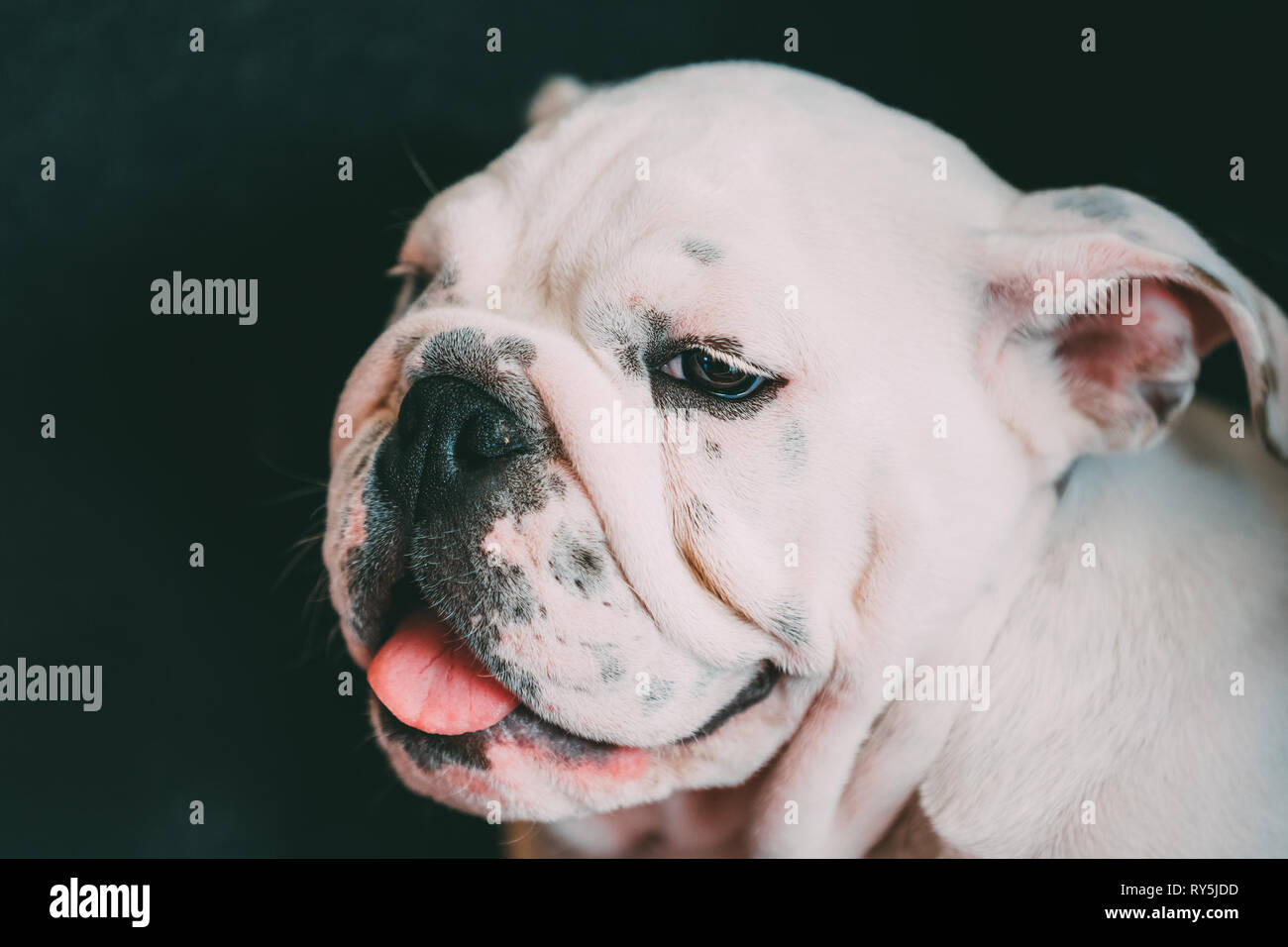 Chiudere fino bianco giovane Bulldog inglese cane Foto Stock