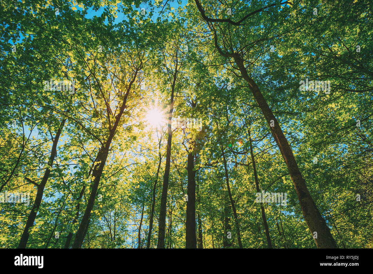 Primavera sole che splende attraverso il baldacchino di alberi di alto fusto. Rami superiori della struttura ad albero Foto Stock