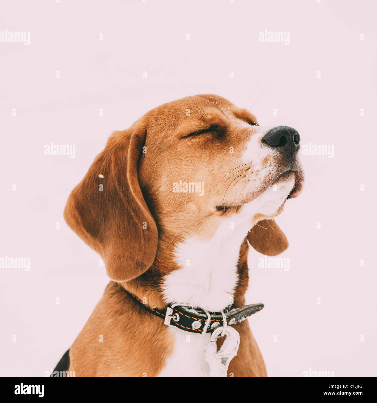 Ritratto del tricolore bellissimo cucciolo di Beagle Inglese a giocare nella neve a giornata invernale Foto Stock