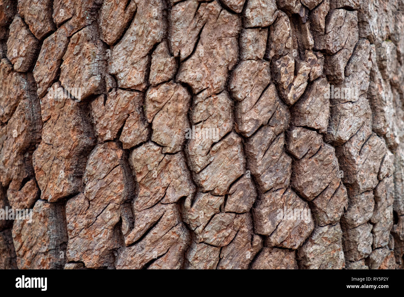 Primo piano del profondo solcato la corteccia di un albero sourwood nella Carolina del Nord. Ricca texture organico. Foto Stock