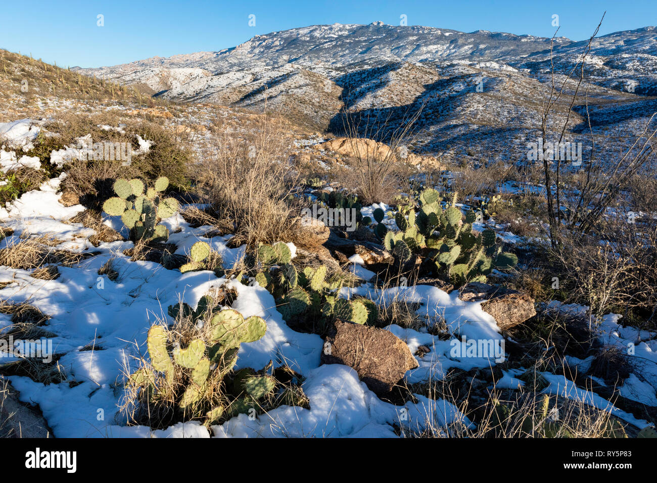 Rincon montagne con neve fresca, ficodindia cactus (Opuntia) in primo piano, Redington Pass, Tucson, Arizona Foto Stock